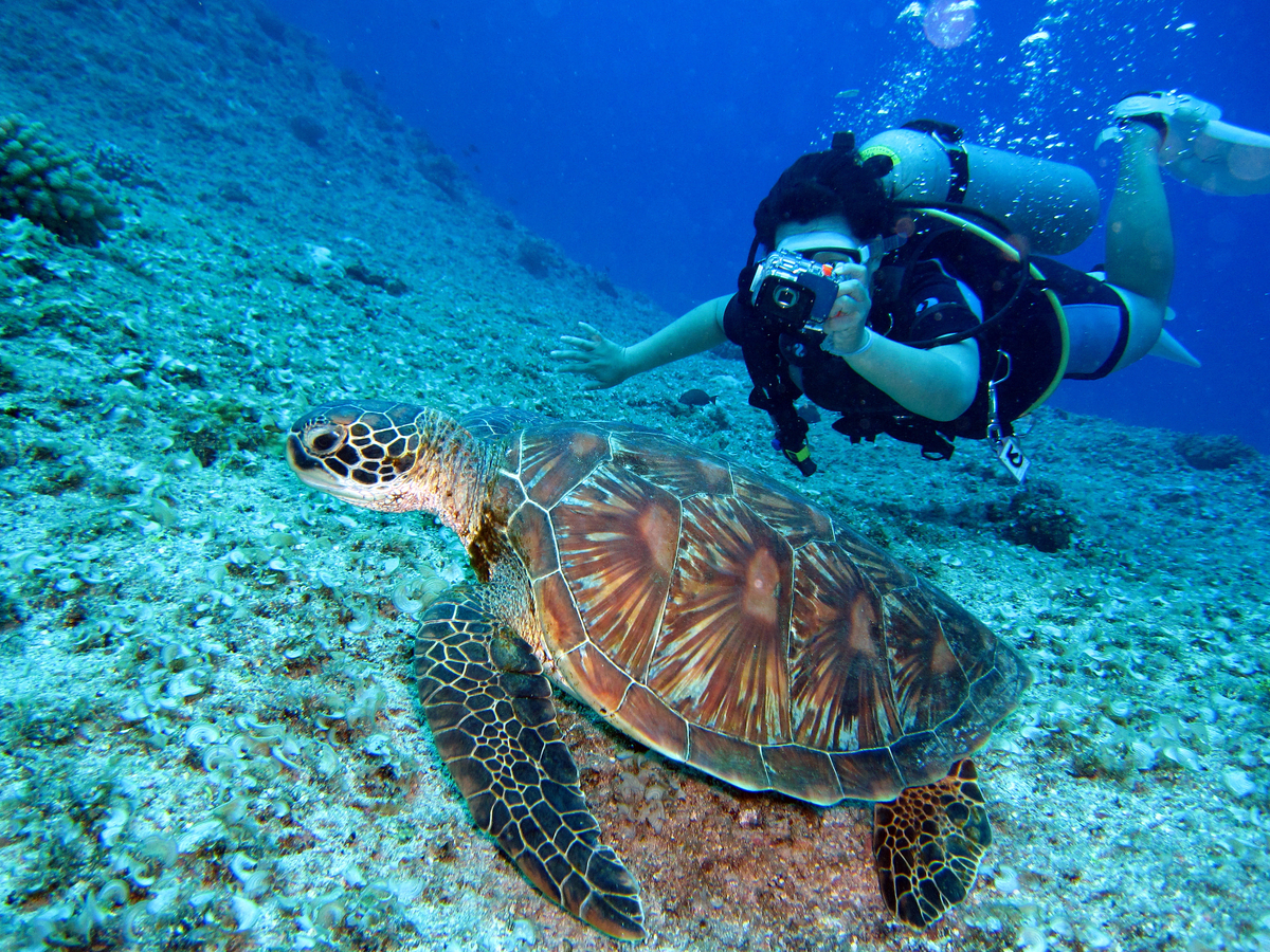 Voyage sous-marins avec les tortues marines : découverte de leurs habitudes et de leur mode de vie