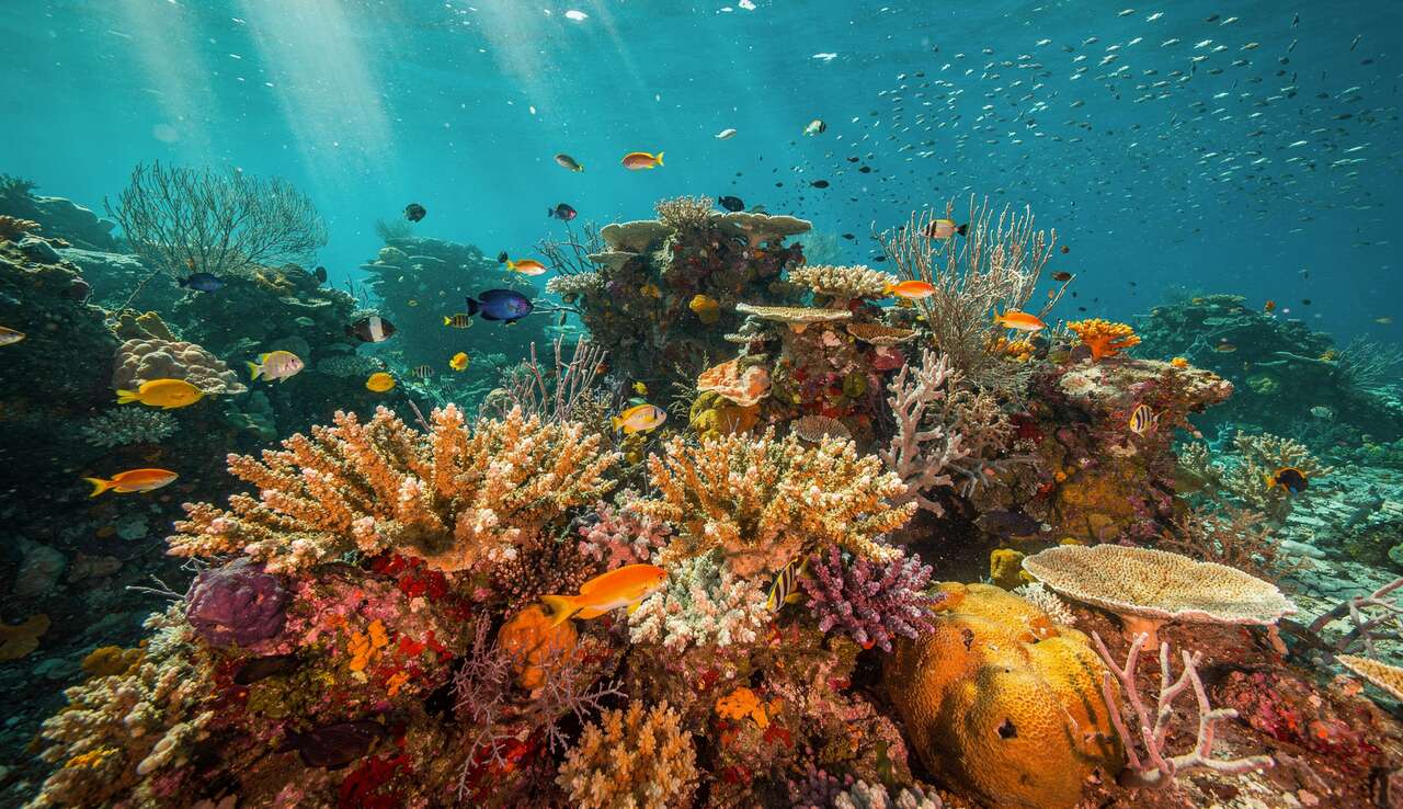 Les merveilles sous-marines de saba