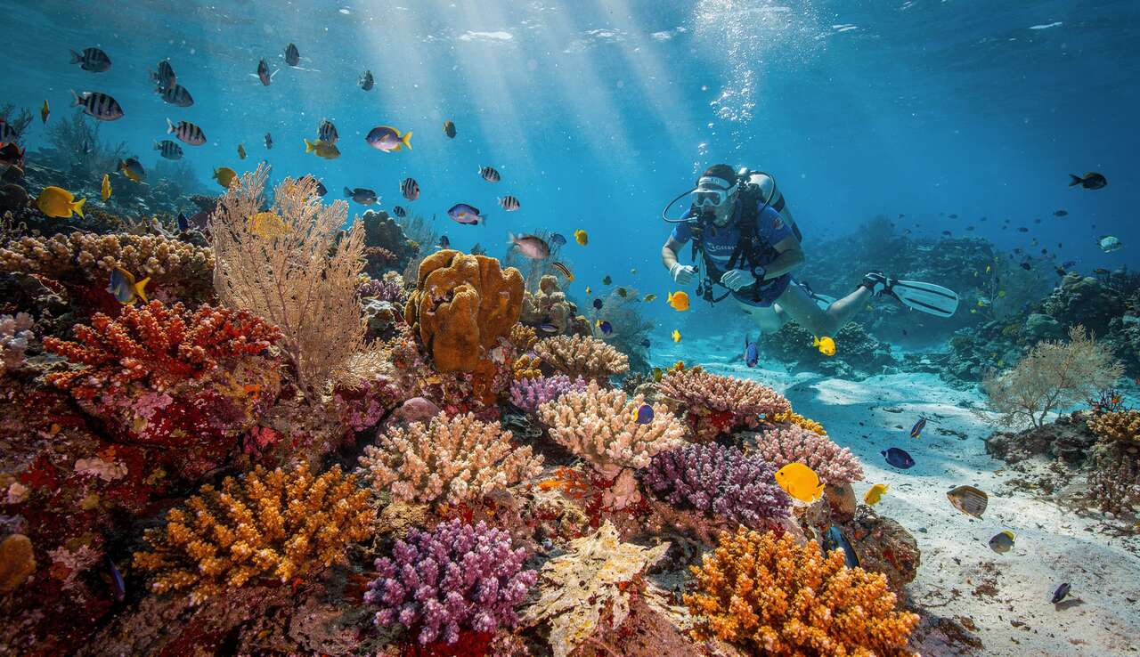 D&eacute;couverte de la faune sous-marine