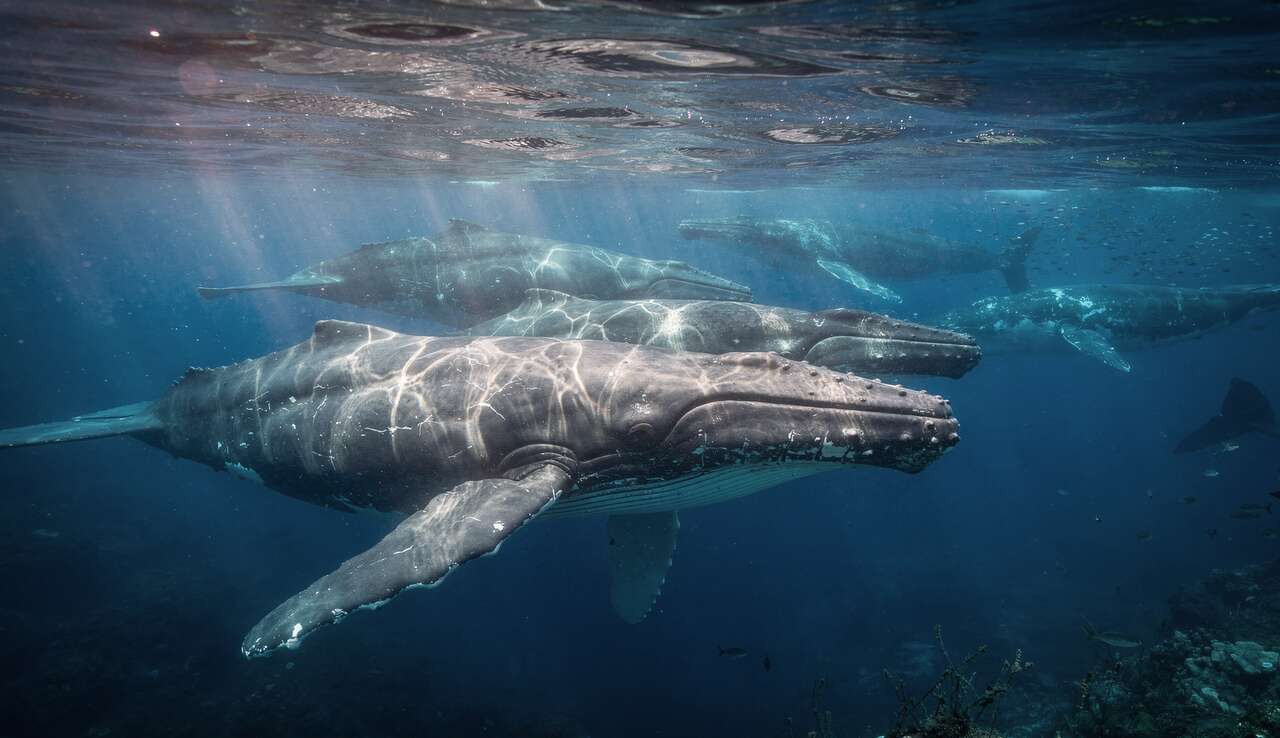 Première mondiale : réserve de cachalots en Dominique