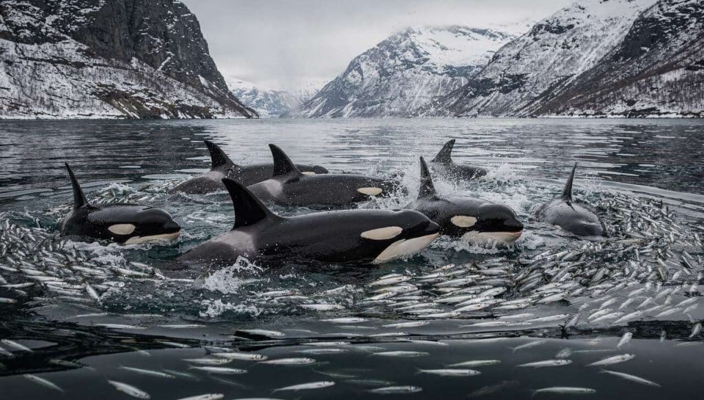 Technique de chasse du carrousel : les orques de Norvège