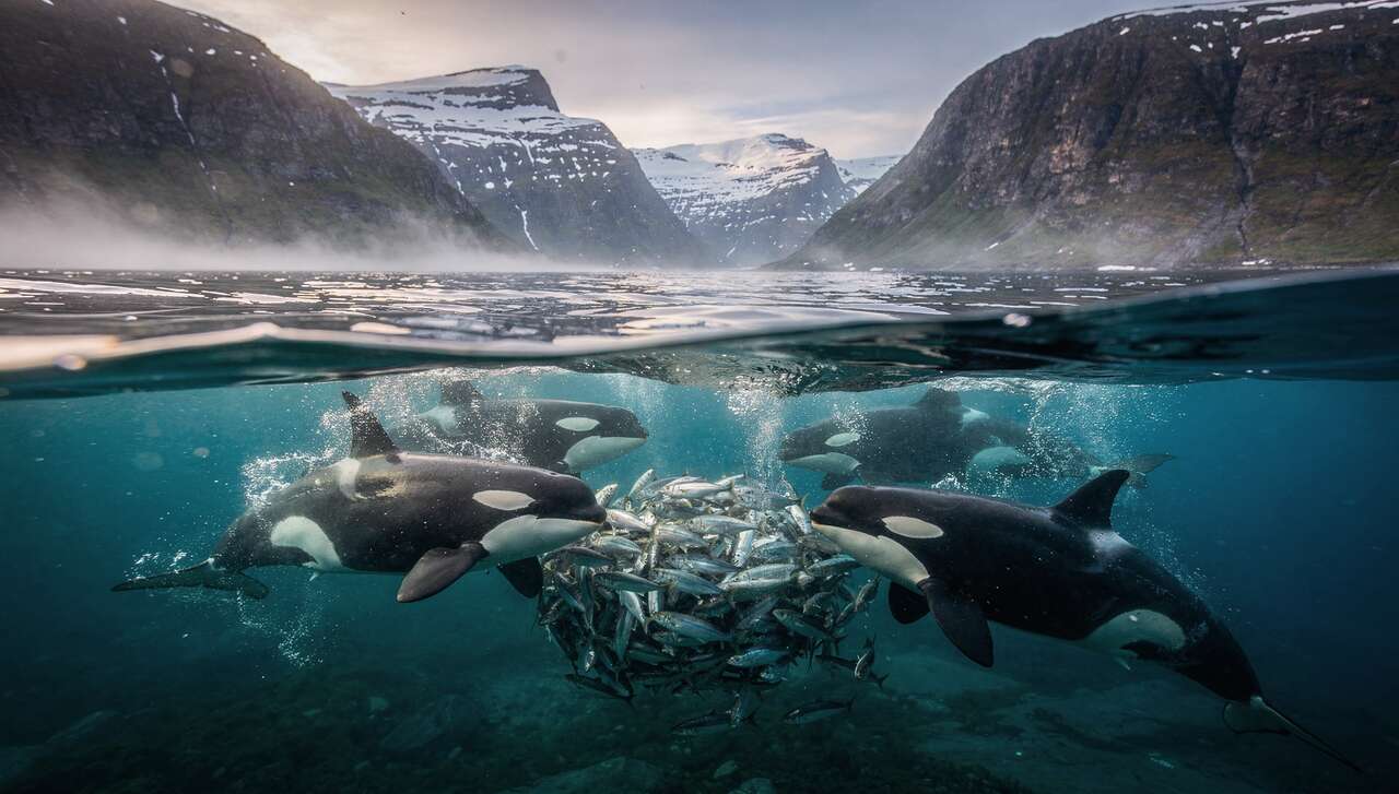 Le carrousel de l&rsquo;orque : une strat&eacute;gie de chasse fascinante