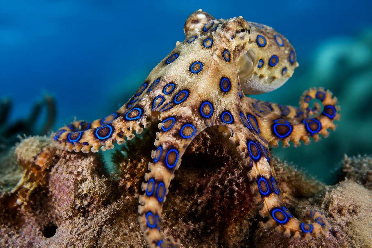La pieuvre à anneaux bleus : un danger caché