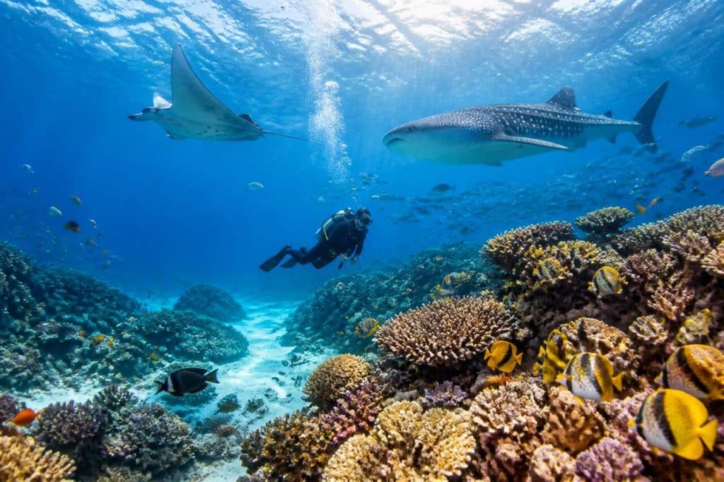 Plongée aux Maldives : découvrez les pélagiques d'Asie