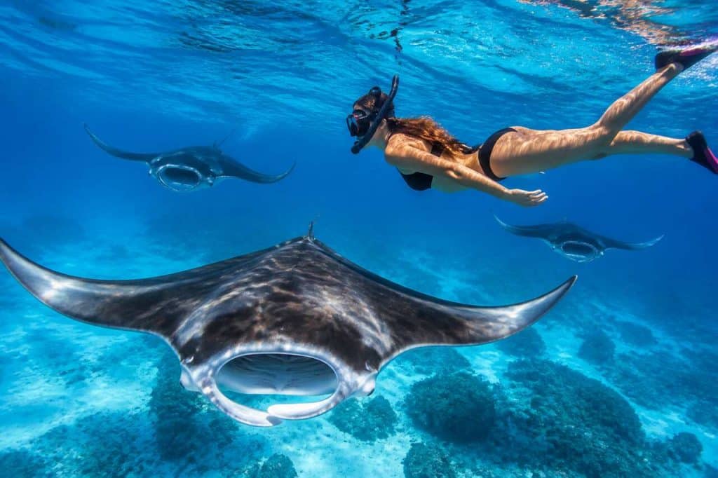 Plongée avec les raies mantas à Maupiti : une aventure inoubliable en Océanie