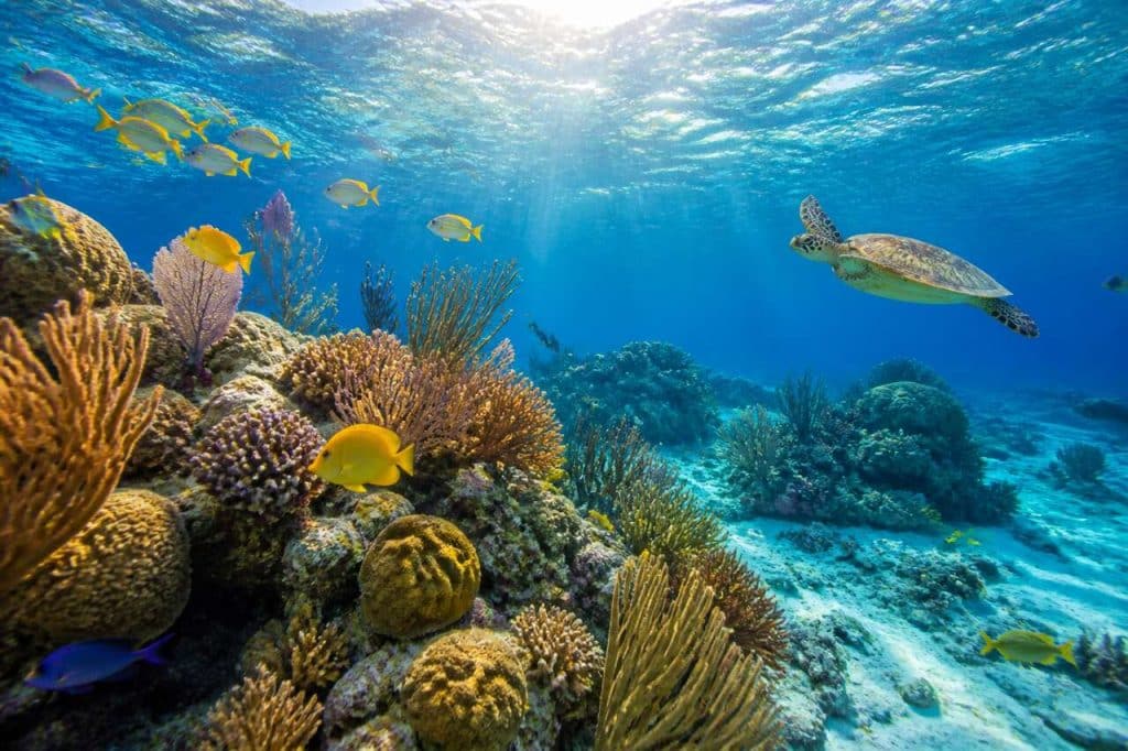 Plongée à Key Largo, floride : une belle surprise
