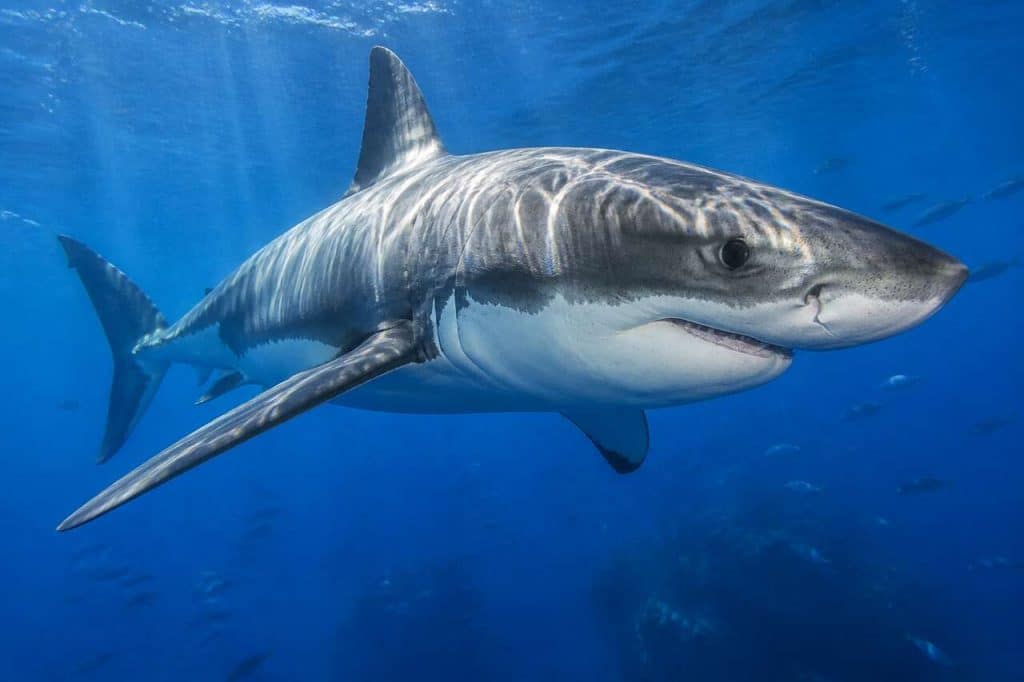 Biologie et comportement des jeunes grands requins blancs