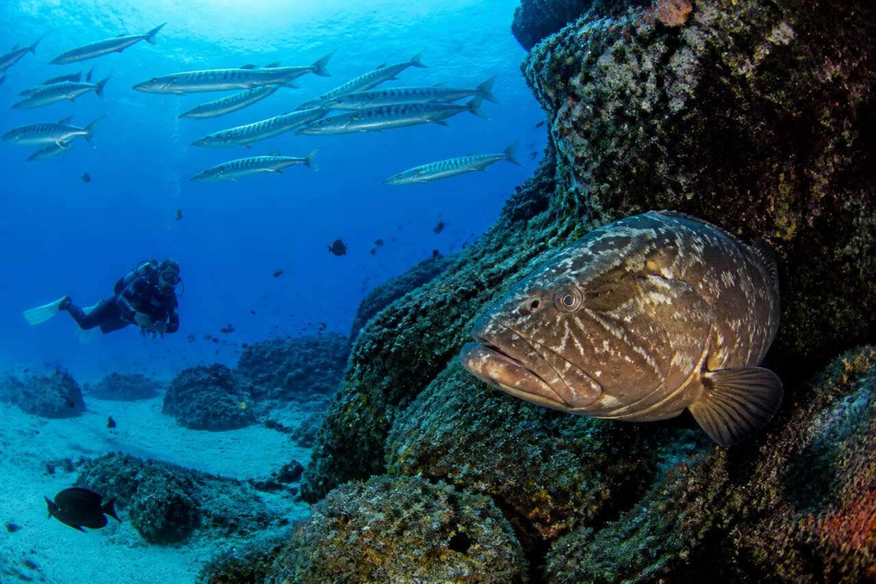 Plongée avec mérous et barracudas à la Gabinière, france