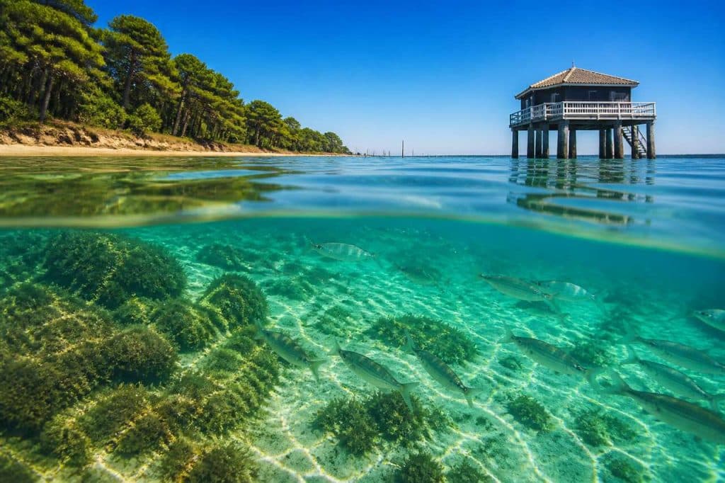 Plongée à Hortense : découvrez le Bassin d'Arcachon