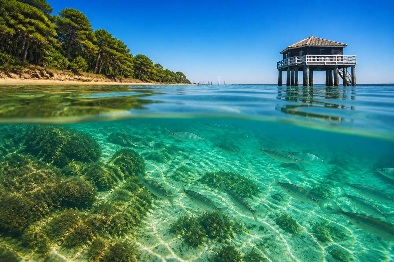 Plongée à Hortense : découvrez le Bassin d'Arcachon