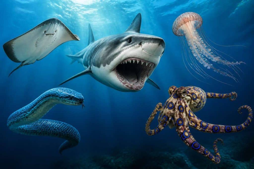 Les 5 créatures les plus dangereuses de l'océan