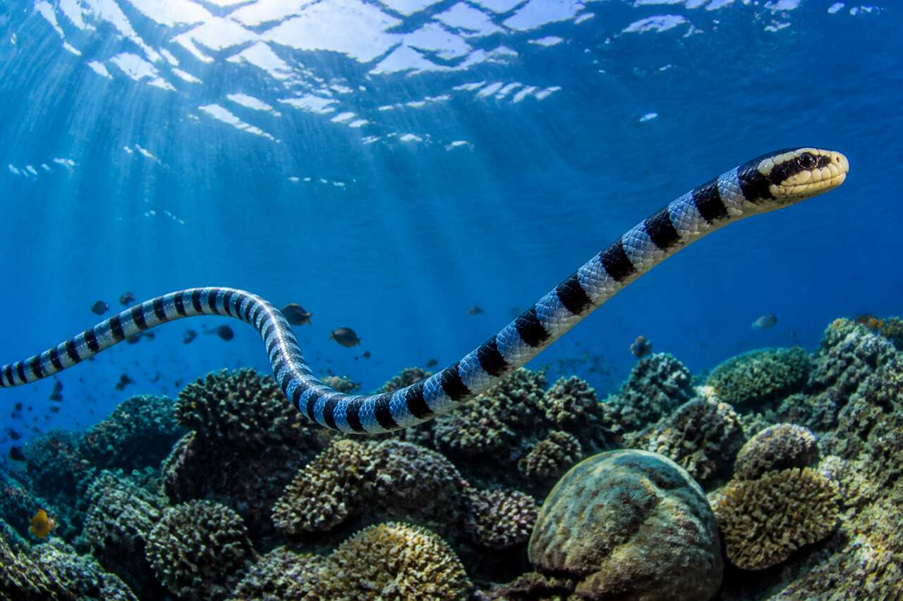 Serpents marins: venin puissant, accidents rares mais graves