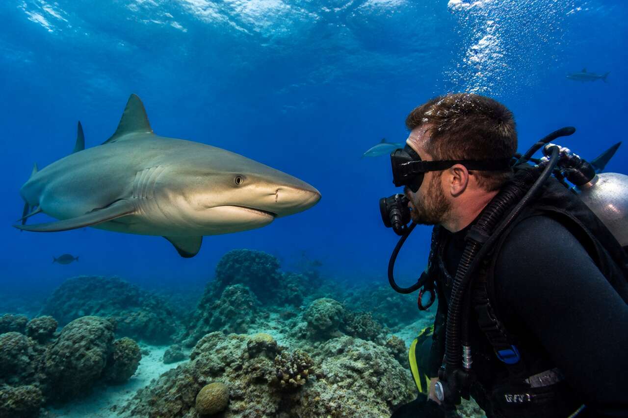 Les requins : guide essentiel du plongeur