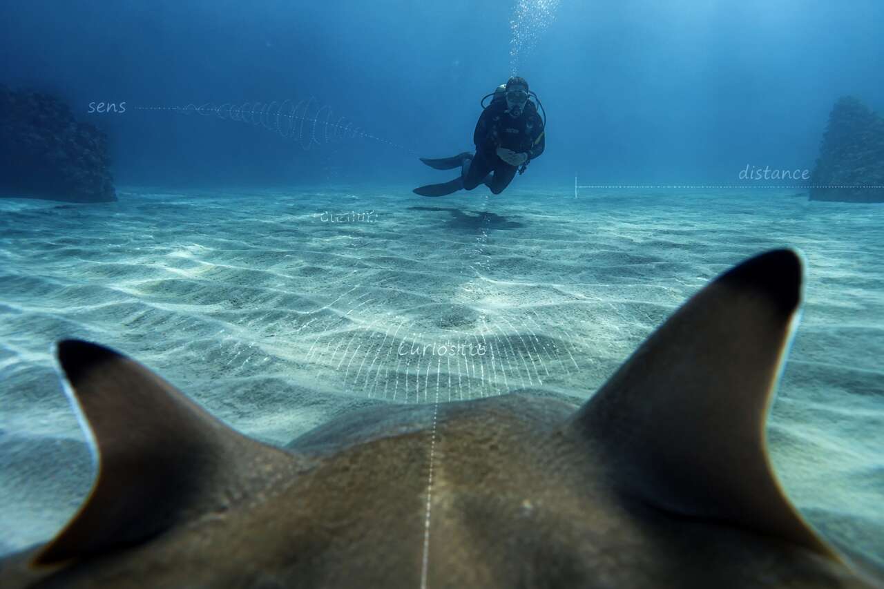 Comment un requin perçoit un plongeur: sens, curiosité et distance Comment un requin perçoit un plongeur: sens, curiosité et distance