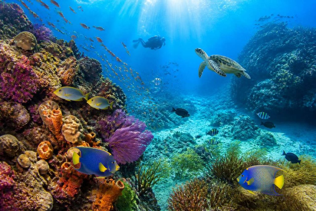 Plongée à l'île Dominique : explorez les Caraïbes sous-marines