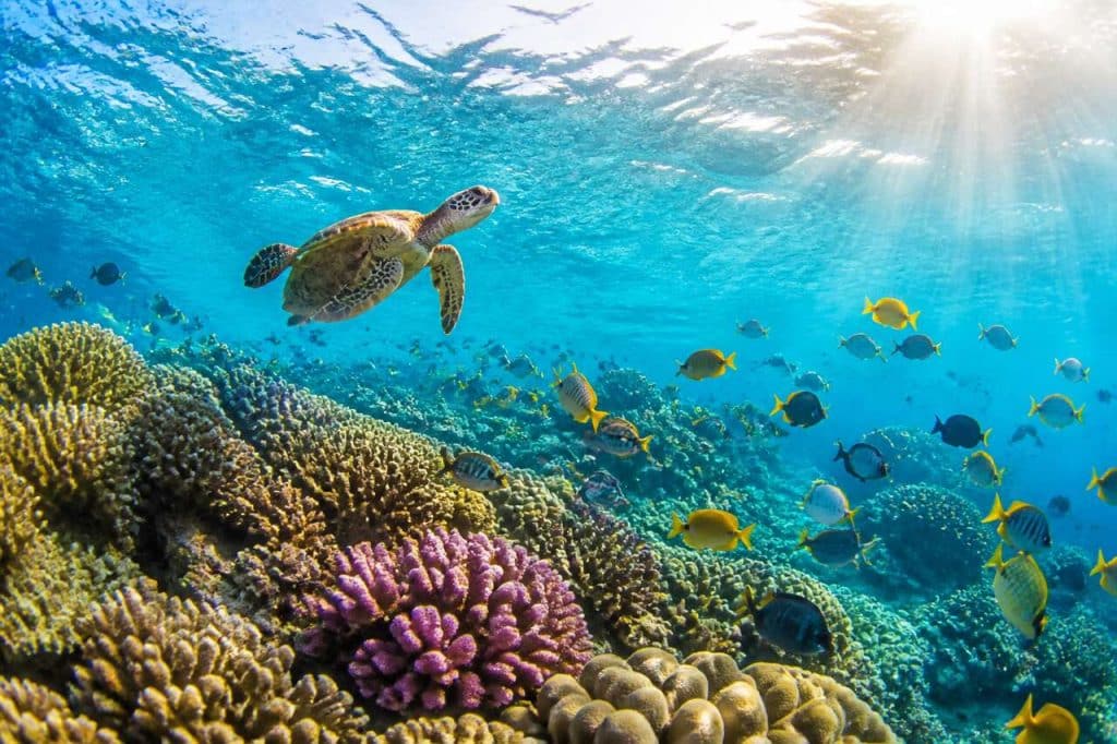Où partir plonger en octobre en croisière ?